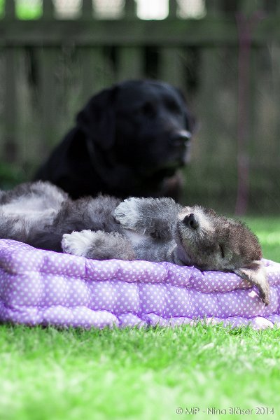 2014-07-03 Cherry-6956.jpg